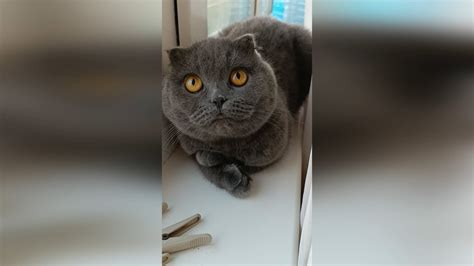 Found A Cat Cats Catsworld Scottishfold Youtube