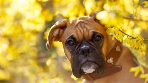 14 Interesting Facts About Boxer Dogs | Pet Reader