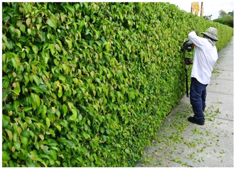 Hedge Trimming Improves The Aesthetics Of The Plants Learn How To Trim