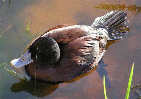 Blue-billed Duck | Friends of Queens Park Bushland