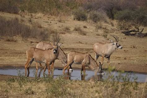 Roan Antelope - Facts, Diet, Habitat & Pictures on Animalia.bio