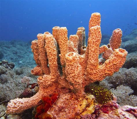 sponge defense  phillip dorsey blog