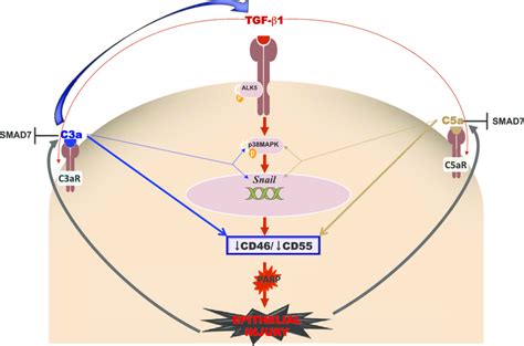 Model Of The Crosstalk Between Compliment Activation And Tgf 1 In