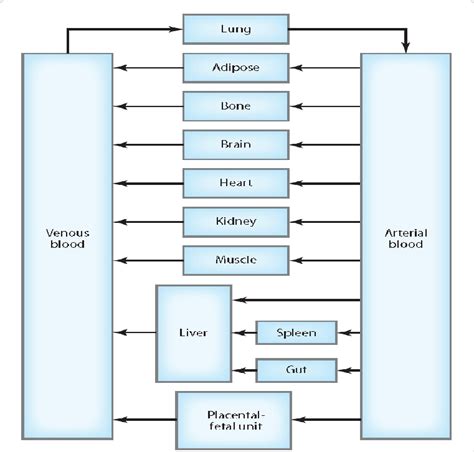 The A Schematic Representation Of The Pbpk Model 54 Download