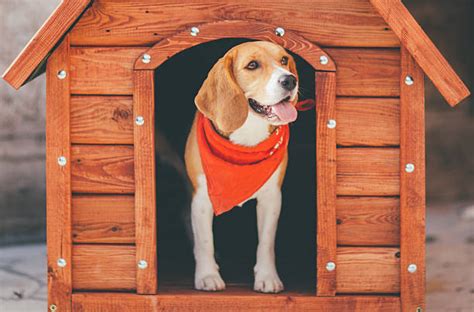 Dog House Stock Photos Pictures And Royalty Free Images Istock