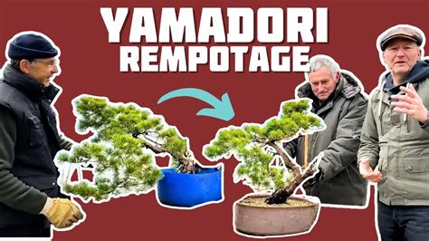 Premier Rempotage Yamadori Nejikan Bonsai Youtube