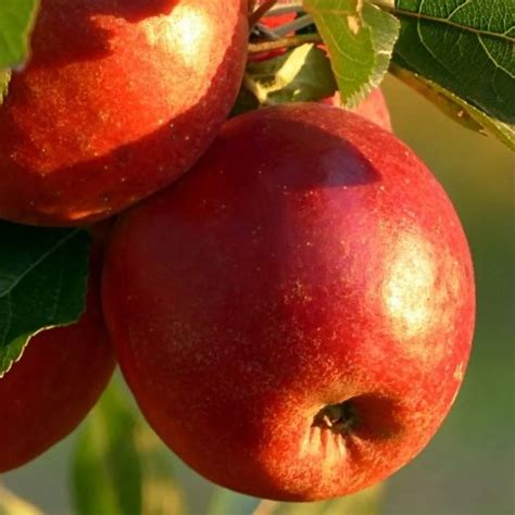 Malus domestica Liberty Pépinière Richard St Aubin