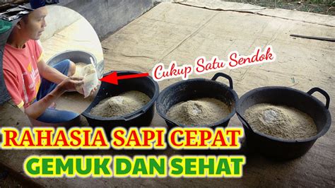 Rahasia Comboran Sapi Agar Gemuk Dan Sehat Kandang Sitinggil Youtube