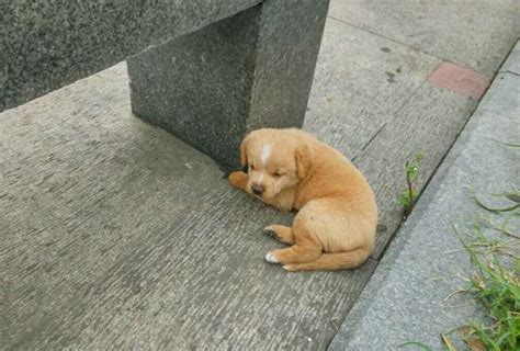 剛滿月的狗狗被主人遺棄，在路上懵懂的睡著了 每日頭條