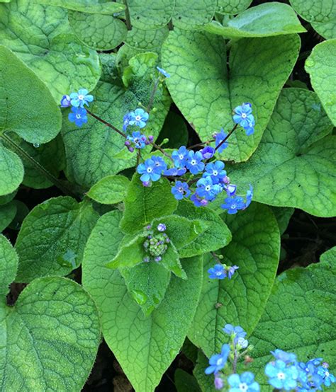 Brunnera macrophylla at Digging Dog Nursery