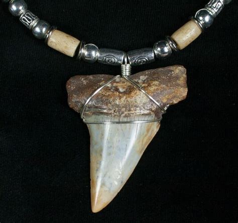 Fossil Mako Tooth Necklace Bakersfield Ca For Sale