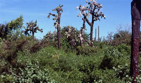 Flora Of The Galápagos Islands Uno Eliasson