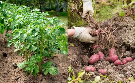 Potato Growing Tips