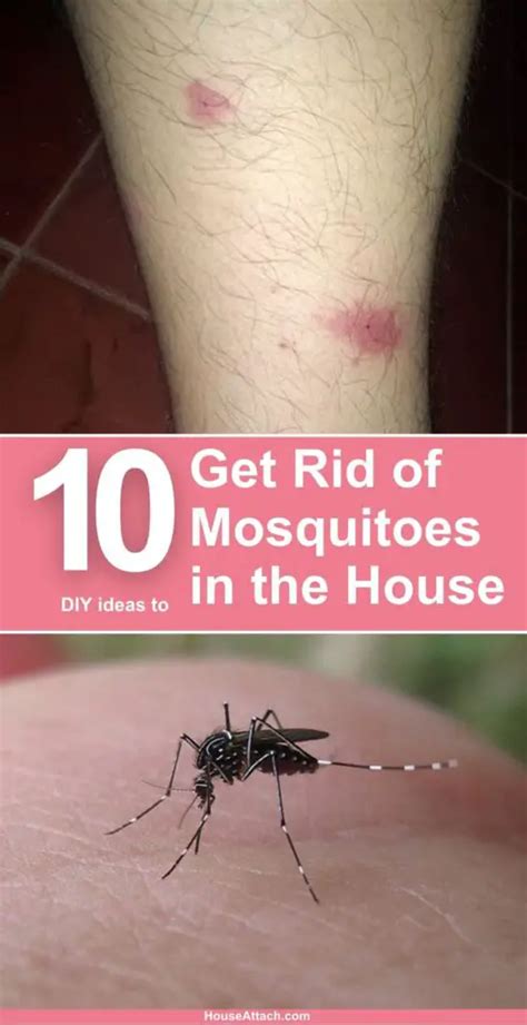 How To Get Rid Of Mosquitoes In The House