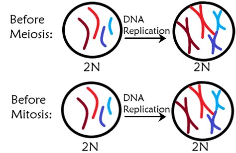 What Is Meiosis Expii