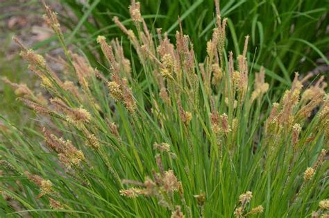 How To Grow Use And Care For Upright Sedge Grass Carex Stricta Agric4profits