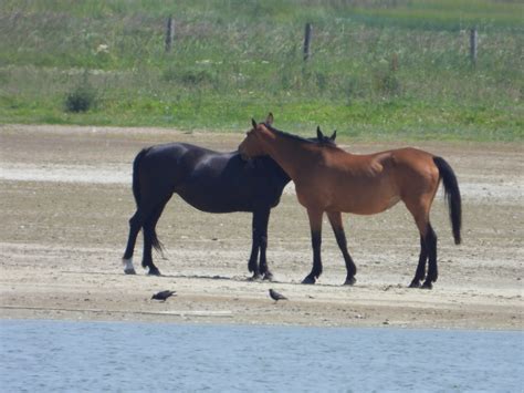 Westdorpe Door Gino Westdorpe Paardenliefde Omroep Zeeland Flickr