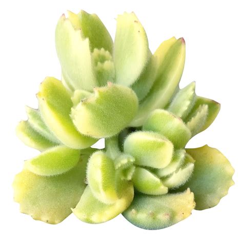 Types of Rare, Variegated & Crested Succulents | Succulents Box