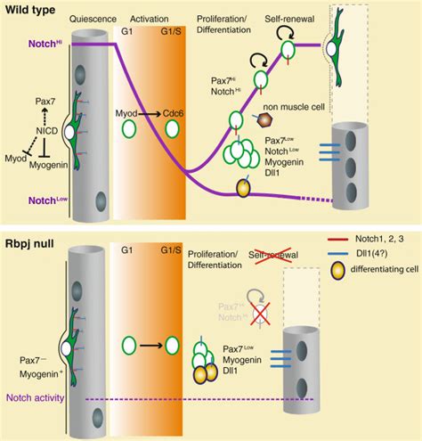 Notch Signalling Activity During Muscle Regeneration Upper Panel In