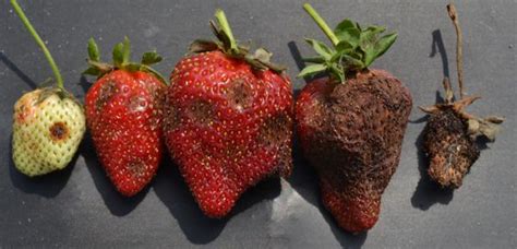 Anthracnose Fruit Rot Of Strawberry Nc State Extension Publications