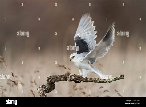 Black Winged Kite Elanus Caeruleus Stock Photo Alamy