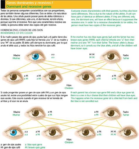 Genes Dominantes Y Recesivos Icarito