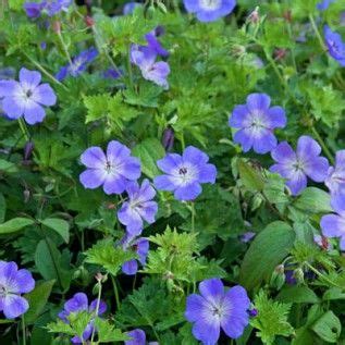 Geranium Rozanne Geranium Sanguineum Spring Perennials From American