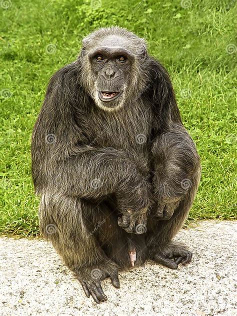 Old Chimpanzee Stock Photo Image Of Snout Africa Fauna 90613688