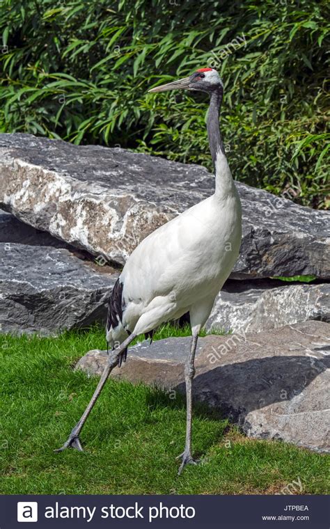 Red Crowned Crane Japanese Crane Manchurian Crane Grus Japonensis