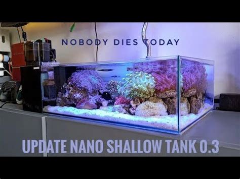 UPDATE NANO SHALLOW REEF 1 MONTH NO CYCLING SKIMMER SK 300 RESULT