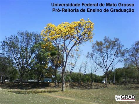 PPT Universidade Federal de Mato Grosso Pró Reitoria de Ensino de