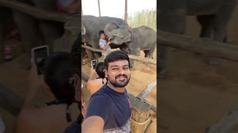 Playing With Elephants In Thai Bayyasunnyyadav Shorts YouTube