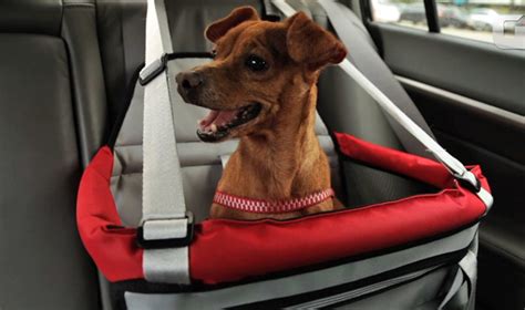 Transporte De Animais Dicas E Regras Para Viajar O Pet