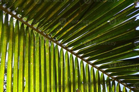 Coconut tree leaf 1356035 Stock Photo at Vecteezy