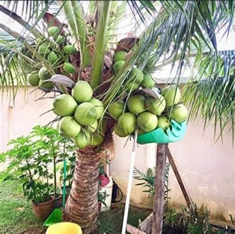 Coconut Plants At Rs 85 Piece Hybrid Coconut Plant In Hojai ID