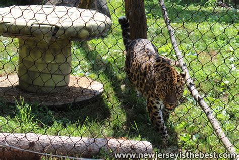 Amur Leopard At The Turtle Back Zoo New Jersey Is The Best