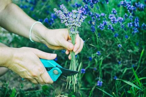 REPRODUCIR LAVANDA Cuándo y Cómo hacerlo