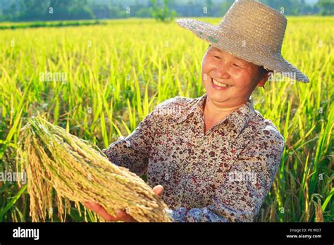 Happy Asian Farmer Portrait In Rice Paddy Rice Harvest Female Farmer