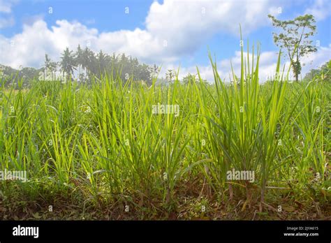 Plantas de caña de azúcar muy jóvenes que crecen en campos de caña de