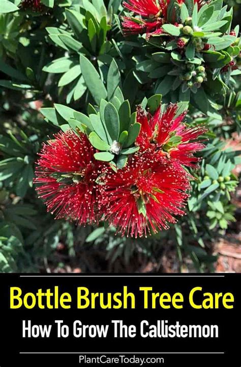 Bottle Brush Tree Care How To Grow The Callistemon Bottlebrush Plant