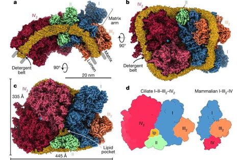 Exploring A Massive Supercomplex In Mitochondria Comprising All Four