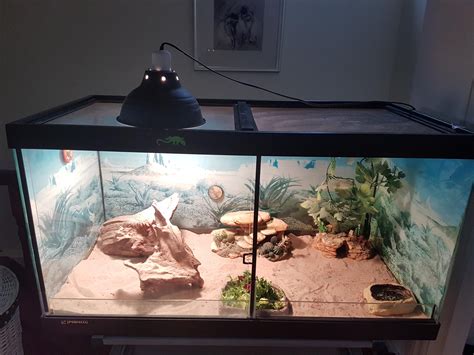 SE England Bearded Dragon & Vivarium for sale ?150 - Reptile Forums