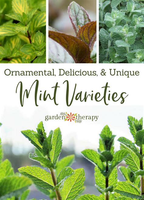 Ornamental Delicious And Unique Mint Varieties You Should Be Growing