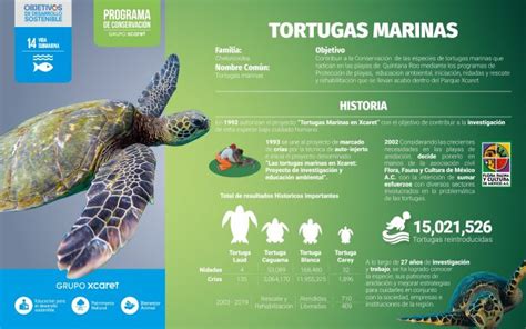 Las Tortugas Marinas Convivieron Con Los Grandes Dinosaurios Grupo