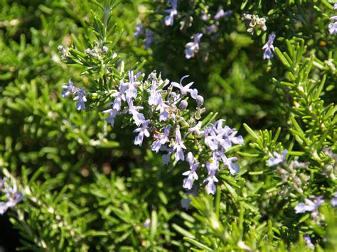 Rosmarinus officinalis 'Ken Taylor' (Prostrate Rosemary Selection)