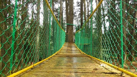 Forest Bridge Hanging - Free photo on Pixabay - Pixabay