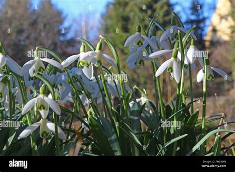 Snowdrops Galanthus Nivalis Stock Photo Alamy