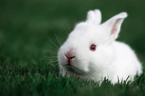 Cute Baby Bunny Wallpapers