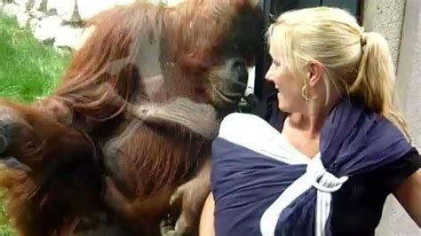 Orangutan wants to see the human baby and it’s adorable