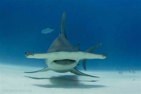 Hammerhead Shark Photos From Exhilarating” Dive National Geographic Blog